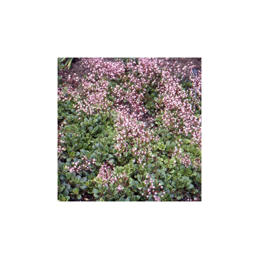 Plantes Vivaces SAXIFRAGA x urbium - Saxifrage en vente - Désespoir du peintre en vente - Pépinière Lepage .