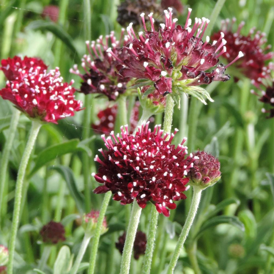 plantes-vivaces-scabiosa-atropurpurea-chile-black-scabieuse-en-vente-pepiniere-lepage-