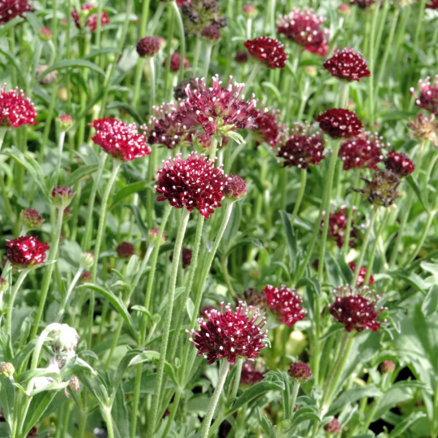 plantes-vivaces-scabiosa-atropurpurea-chile-black-scabieuse-en-vente-pepiniere-lepage-