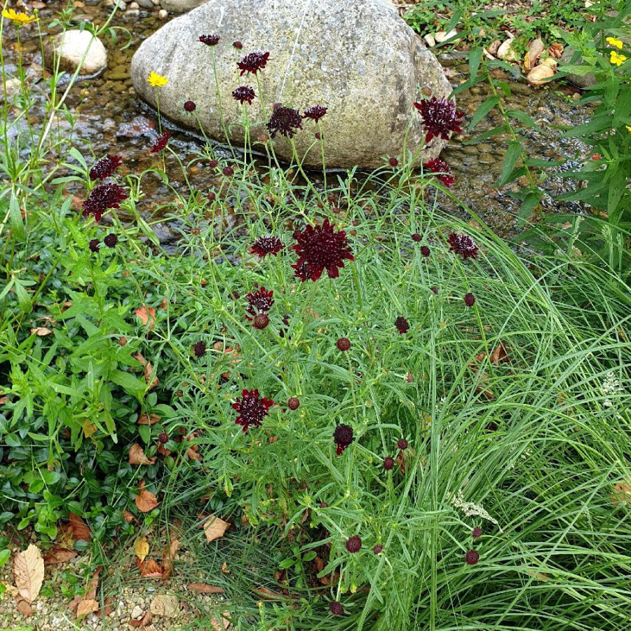 plantes-vivaces-scabiosa-atropurpurea-chile-black-scabieuse-en-vente-pepiniere-lepage-