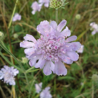 plantes-vivaces-scabiosa-canescens-scabieuse-blanchatre-en-vente-scabieuse-odorante-en-vente-pepiniere-lepage-