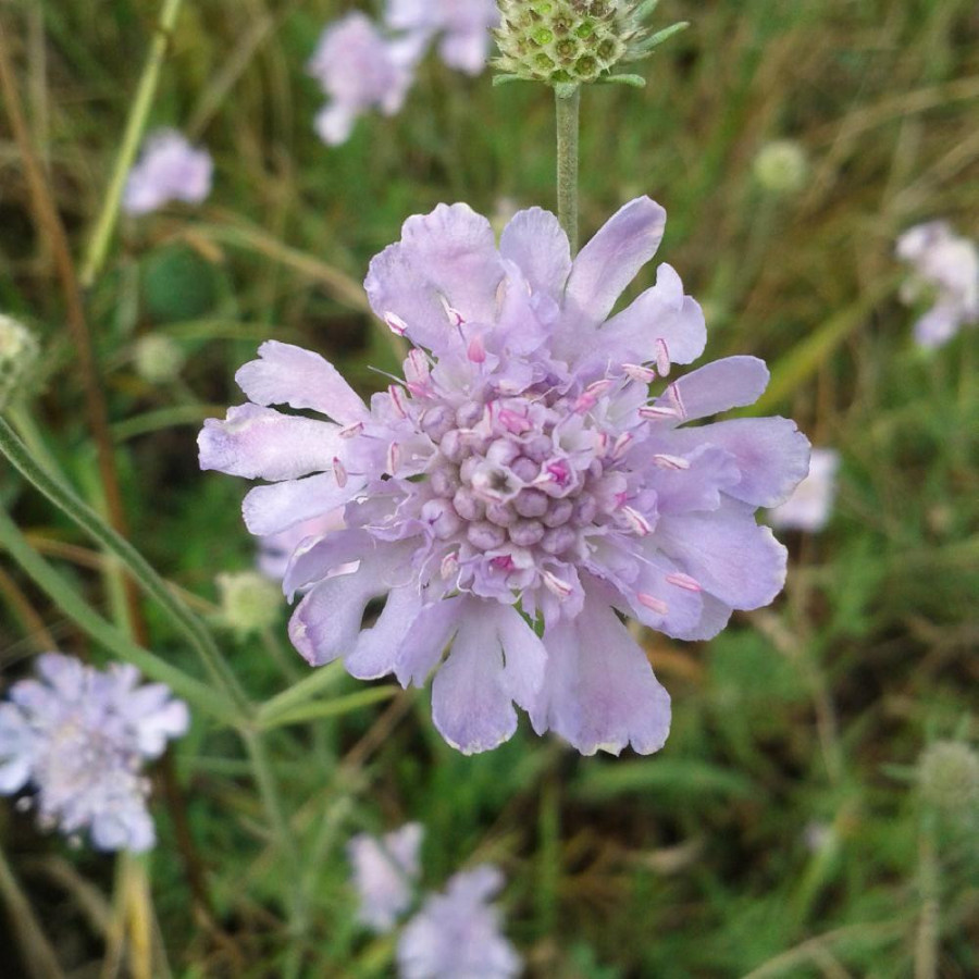 Plantes Vivaces SCABIOSA canescens - Scabieuse blanchâtre en vente - Scabieuse odorante en vente - Pépinière Lepage .