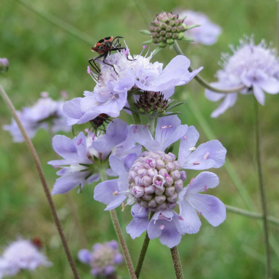 Plantes Vivaces SCABIOSA canescens - Scabieuse blanchâtre en vente - Scabieuse odorante en vente - Pépinière Lepage .