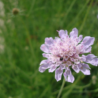 Plantes Vivaces SCABIOSA canescens - Scabieuse blanchâtre en vente - Scabieuse odorante en vente - Pépinière Lepage .