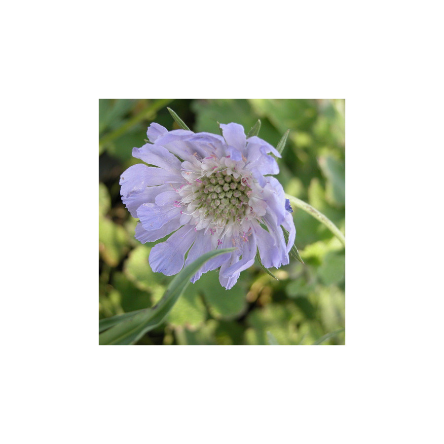 Plantes Vivaces SCABIOSA caucasica - Scabieuse en vente - Scabieuse du Caucase en vente - Pépinière Lepage .