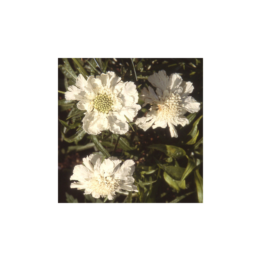 Plantes Vivaces SCABIOSA caucasica 'Alba' - Scabieuse du Caucase en vente - Pépinière Lepage .