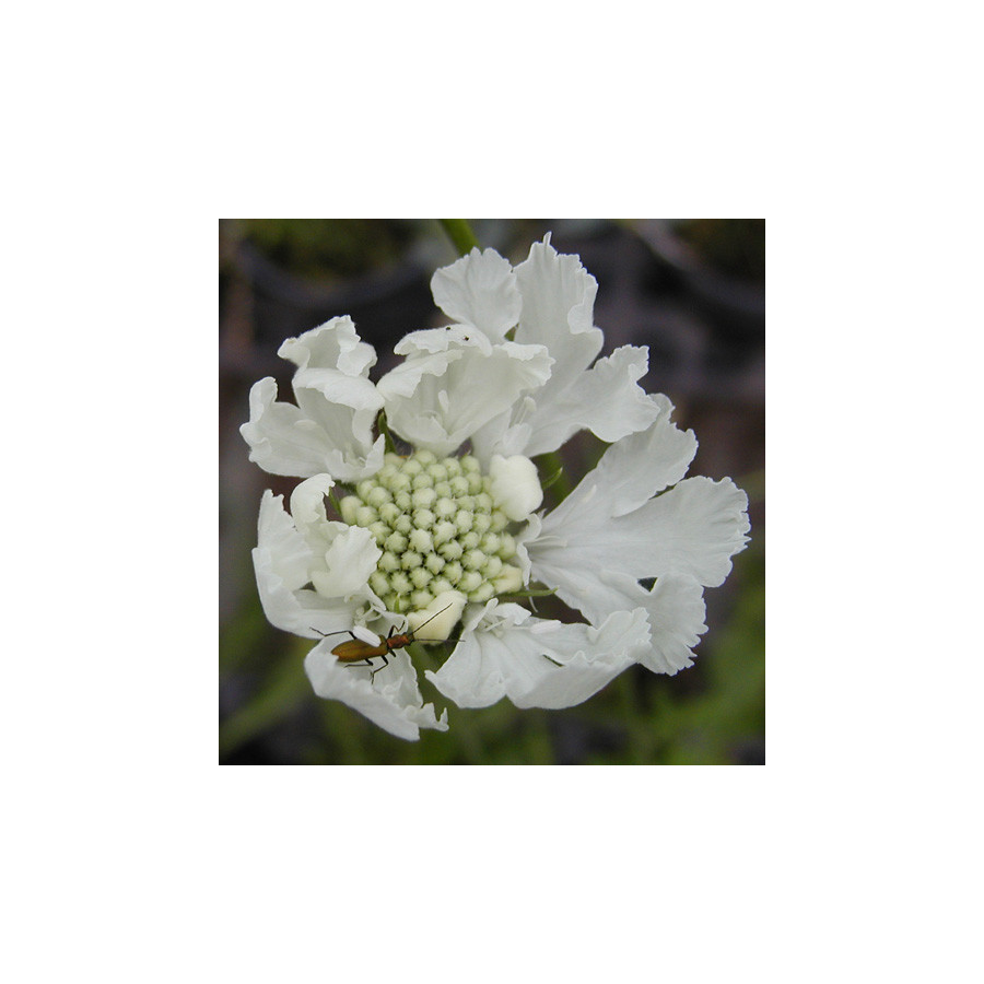 Plantes Vivaces SCABIOSA caucasica 'Alba' - Scabieuse du Caucase en vente - Pépinière Lepage .