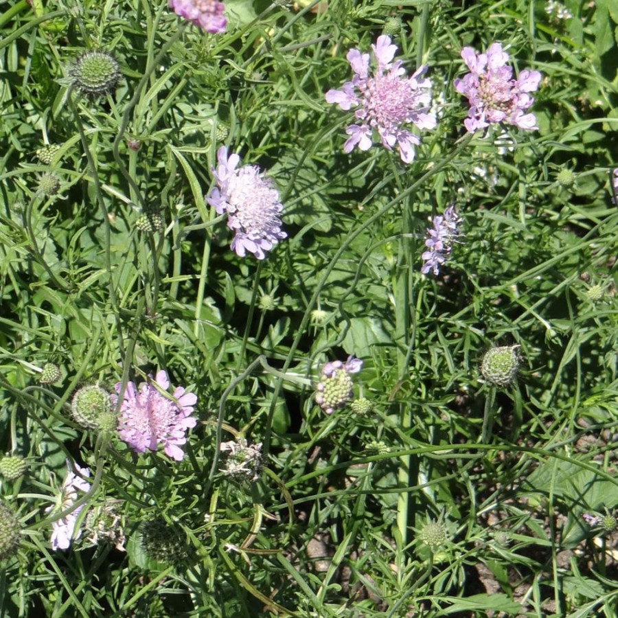Plantes Vivaces SCABIOSA columbaria - Scabieuse en vente - Pépinière Lepage .