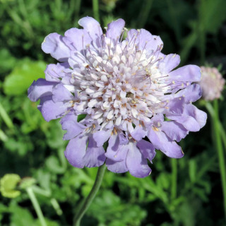 plantes-vivaces-scabiosa-columbaria-butterfly-blue-scabieuse-en-vente-pepiniere-lepage-