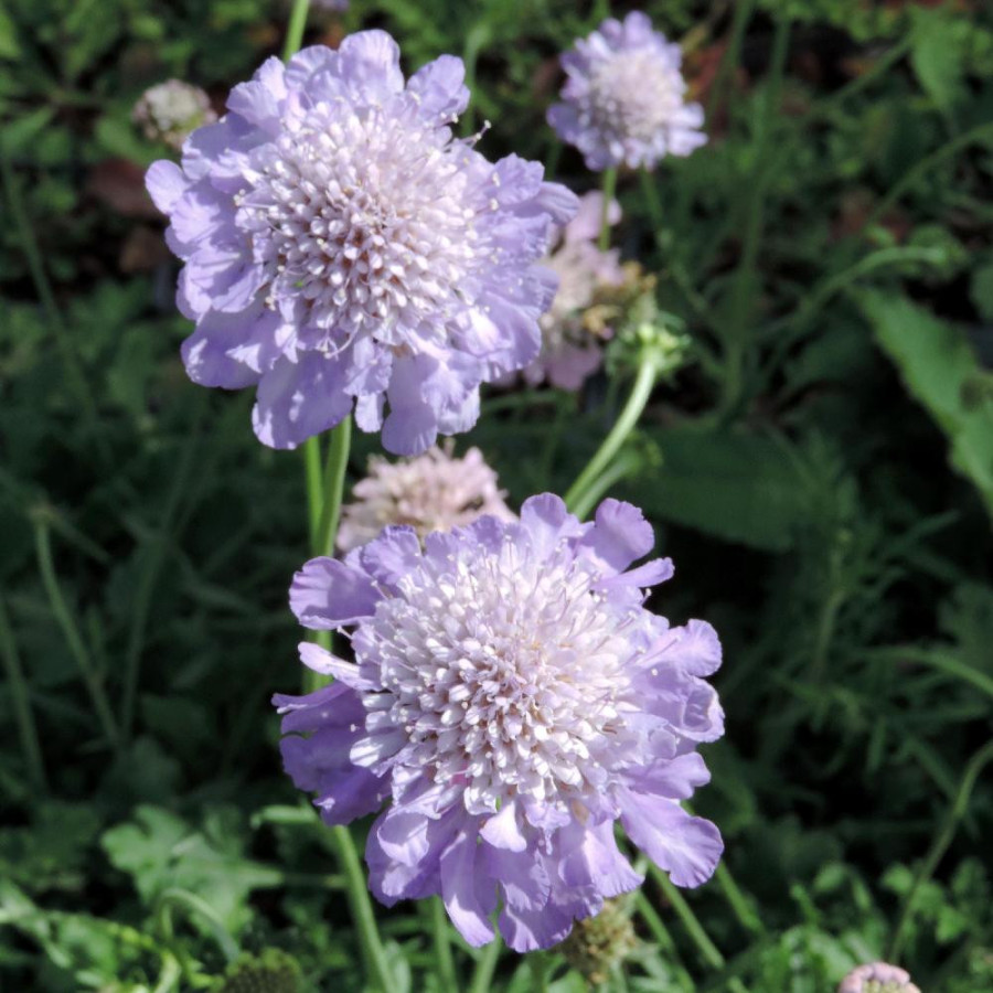 Plantes Vivaces SCABIOSA columbaria 'Butterfly Blue' - Scabieuse en vente - Pépinière Lepage .