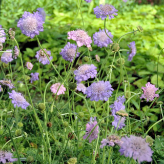 Plantes Vivaces SCABIOSA columbaria 'Butterfly Blue' - Scabieuse en vente - Pépinière Lepage .