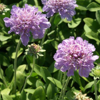 plantes-vivaces-scabiosa-cretica-scabieuse-de-crete-en-vente-pepiniere-lepage-