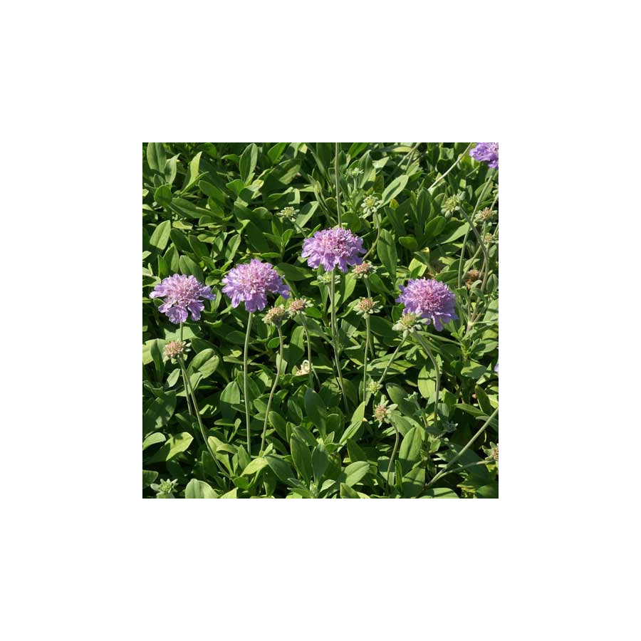 Plantes Vivaces SCABIOSA cretica - Scabieuse de Crète en vente - Pépinière Lepage .