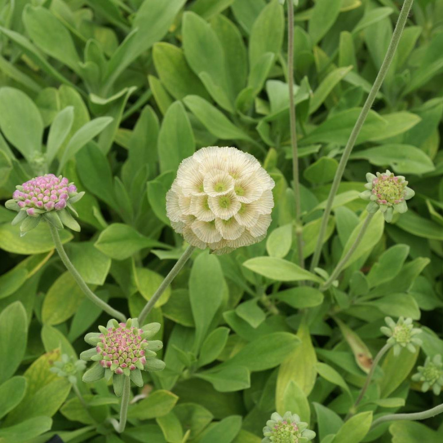 Plantes Vivaces SCABIOSA cretica - Scabieuse de Crète en vente - Pépinière Lepage .