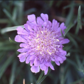 plantes-vivaces-scabiosa-graminifolia-scabieuse-en-vente-pepiniere-lepage-