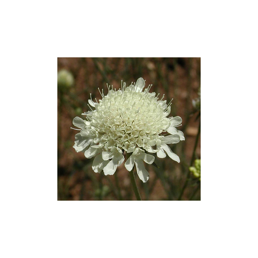 Plantes Vivaces SCABIOSA ochroleuca - Scabieuse en vente - Pépinière Lepage .