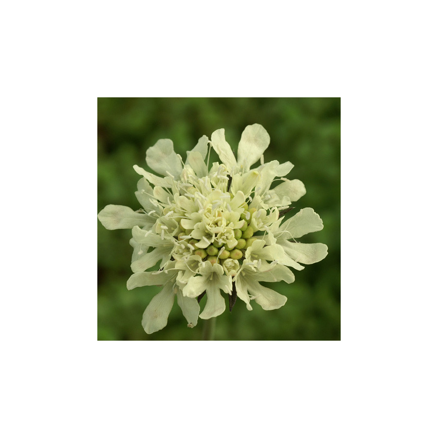 Plantes Vivaces SCABIOSA ochroleuca - Scabieuse en vente - Pépinière Lepage .
