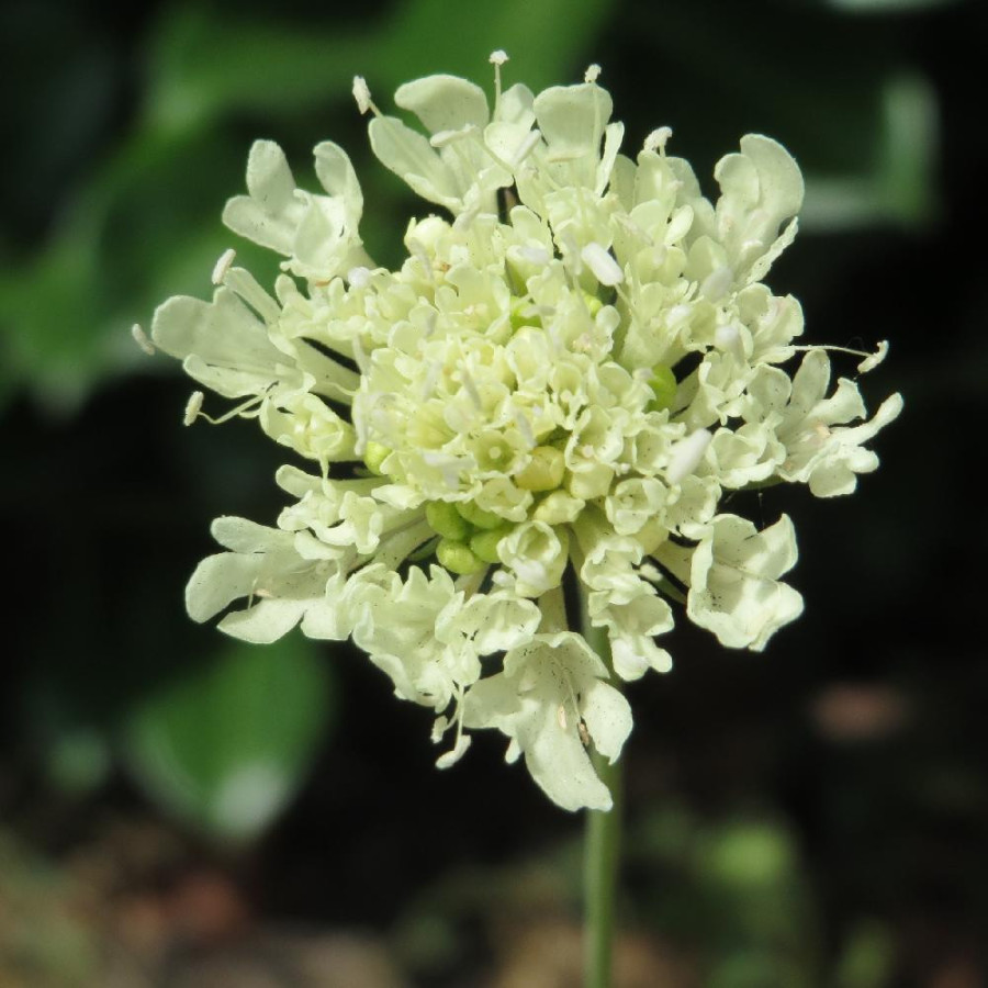 Plantes Vivaces SCABIOSA ochroleuca 'Moon Dance' - Scabieuse en vente - Pépinière Lepage .
