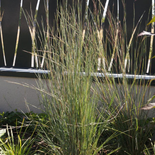 plantes-vivaces-schizachyrium-scoparium-blue-heaven-schizachyrium-a-balais-en-vente-pepiniere-lepage-