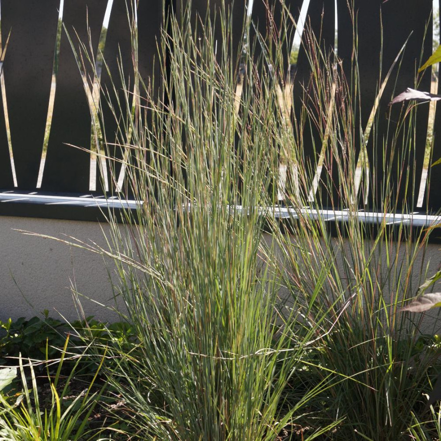 Plantes Vivaces SCHIZACHYRIUM scoparium 'Blue Heaven' - SCHIZACHYRIUM à balais en vente - Pépinière Lepage .