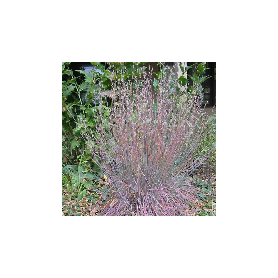 Plantes Vivaces SCHIZACHYRIUM scoparium 'Blue Heaven' - SCHIZACHYRIUM à balais en vente - Pépinière Lepage .