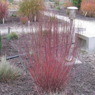 Plantes Vivaces SCHIZACHYRIUM scoparium 'Blue Heaven' - SCHIZACHYRIUM à balais en vente - Pépinière Lepage .