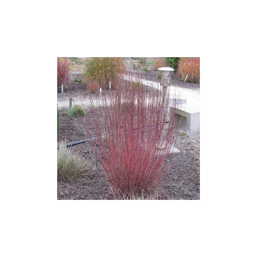 Plantes Vivaces SCHIZACHYRIUM scoparium 'Blue Heaven' - SCHIZACHYRIUM à balais en vente - Pépinière Lepage .