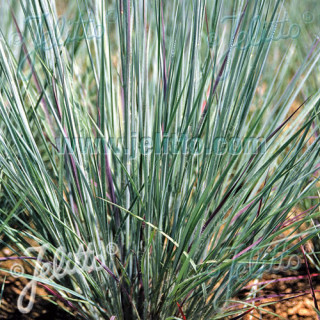 plantes-vivaces-schizachyrium-scoparium-prairies-blues-schizachyrium-a-balais-en-vente-pepiniere-lepage-