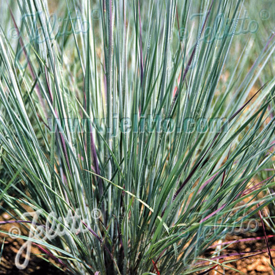 Plantes Vivaces SCHIZACHYRIUM scoparium 'Prairies Blues' - SCHIZACHYRIUM à balais en vente - Pépinière Lepage .