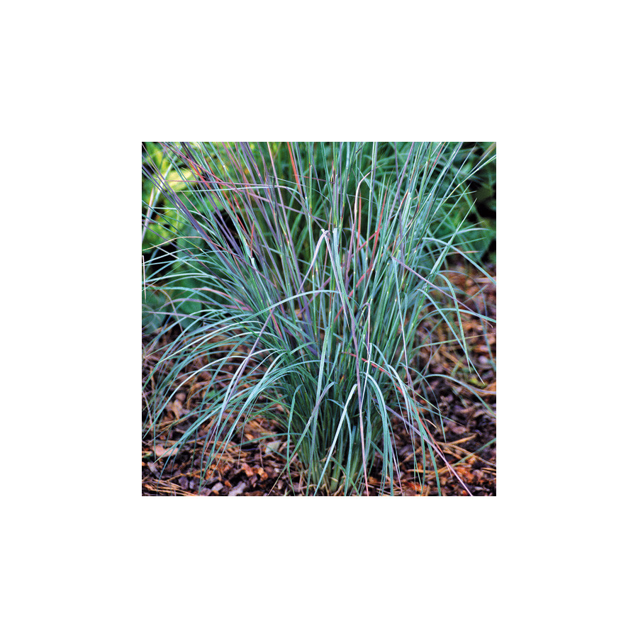 Plantes Vivaces SCHIZACHYRIUM scoparium 'Prairies Blues' - SCHIZACHYRIUM à balais en vente - Pépinière Lepage .