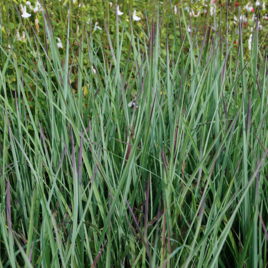 SCHIZACHYRIUM scoparium 'Standing Ovation' ®