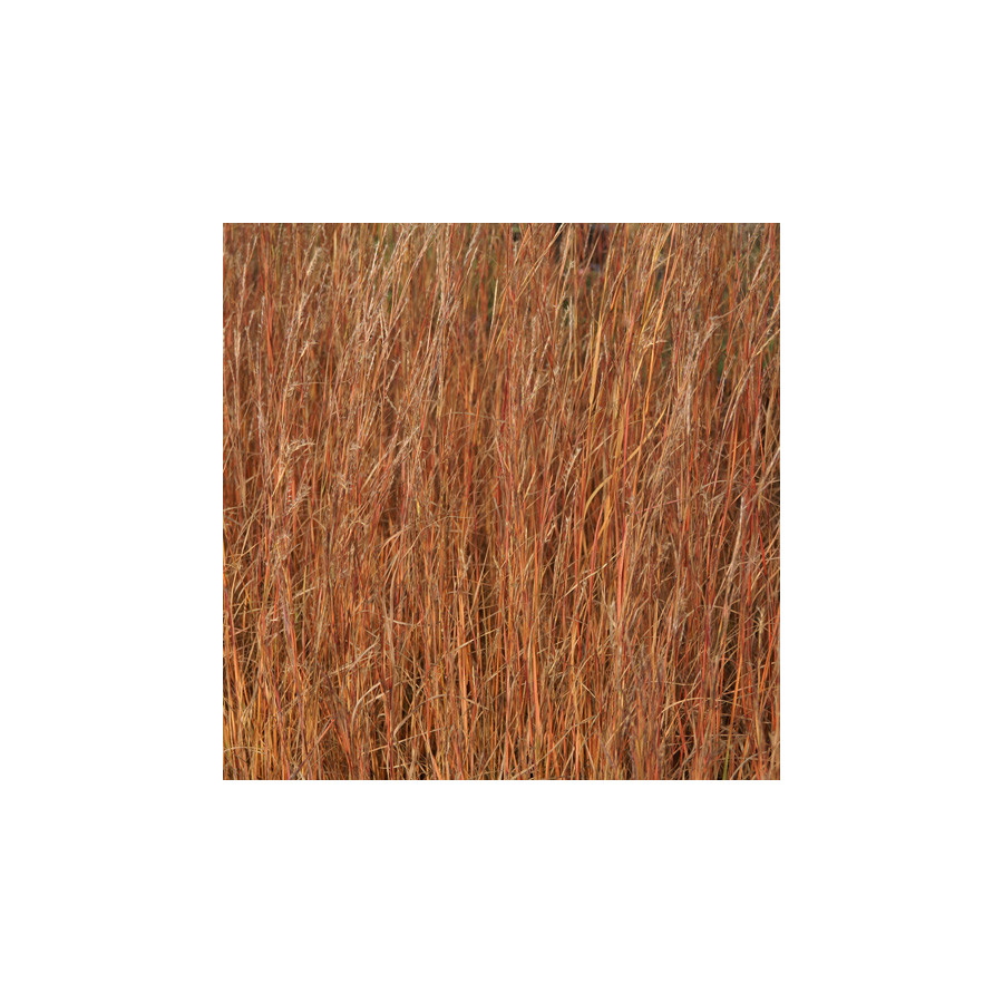 Plantes Vivaces SCHIZACHYRIUM scoparium (Andropogon) en vente - Pépinière Lepage .