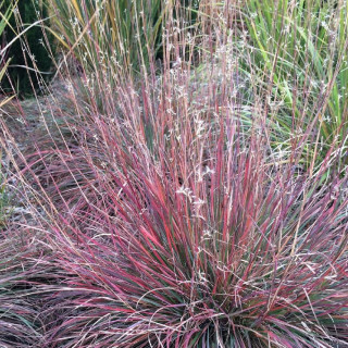 Plantes Vivaces SCHIZACHYRIUM scoparium (Andropogon) en vente - Pépinière Lepage .