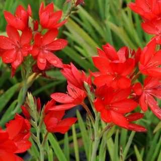 plantes-vivaces-schizostylis-coccinea-lis-des-cafres-en-vente-pepiniere-lepage-