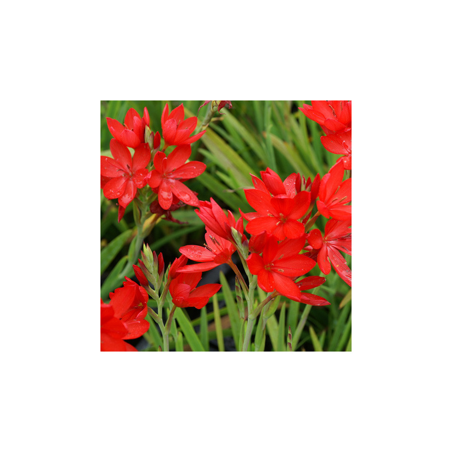 Plantes Vivaces SCHIZOSTYLIS coccinea - Lis des Cafres en vente - Pépinière Lepage .