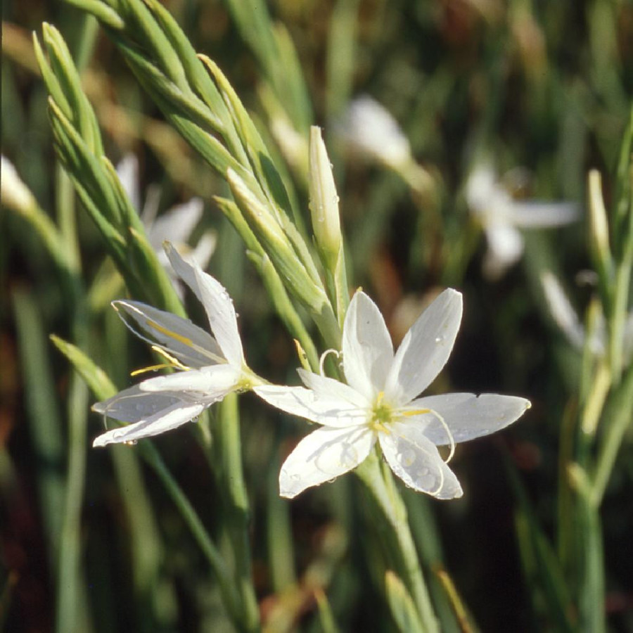 Plantes Vivaces SCHIZOSTYLIS coccinea 'Alba' en vente - Pépinière Lepage .