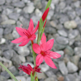 plantes-vivaces-schizostylis-coccinea-major-lis-des-cafres-en-vente-pepiniere-lepage-