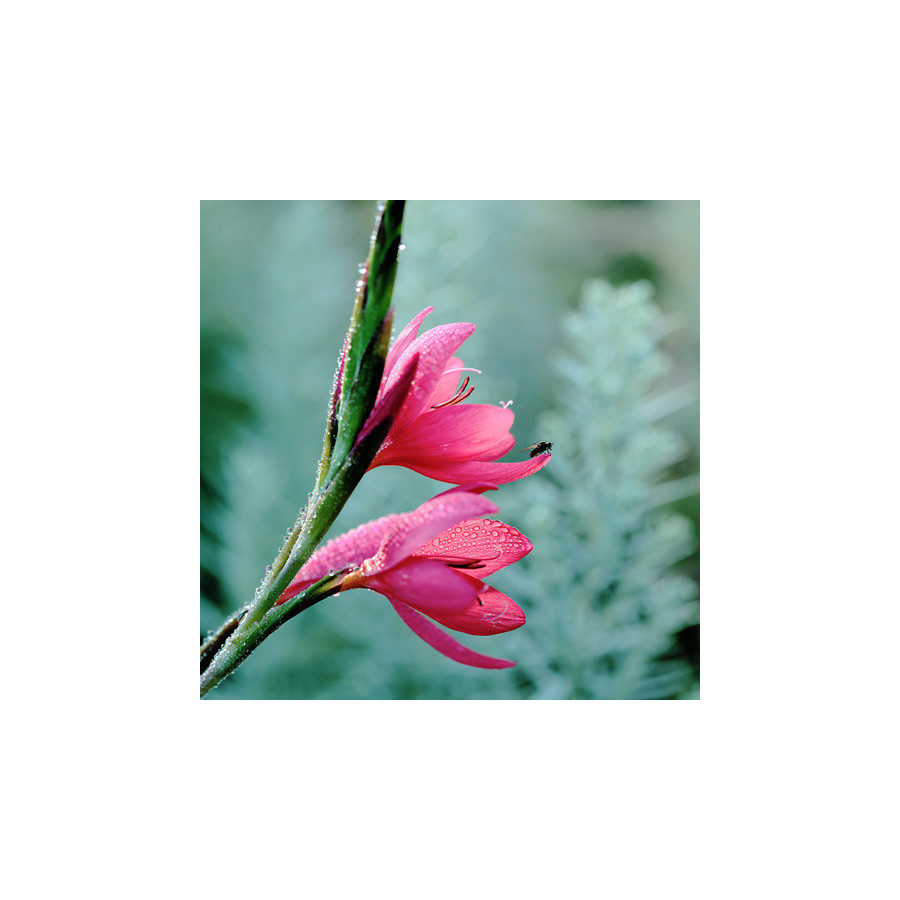 Plantes Vivaces SCHIZOSTYLIS coccinea 'Major' - Lis des Cafres en vente - Pépinière Lepage .