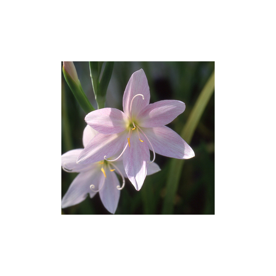 Plantes Vivaces SCHIZOSTYLIS coccinea 'Mrs Hegarty' - Lis des Cafres en vente - Pépinière Lepage .