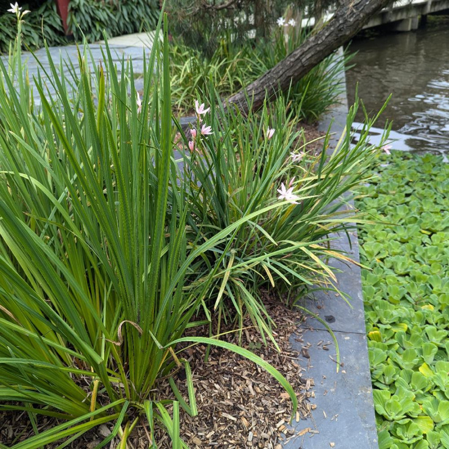 Plantes Vivaces SCHIZOSTYLIS coccinea 'Mrs Hegarty' - Lis des Cafres en vente - Pépinière Lepage .