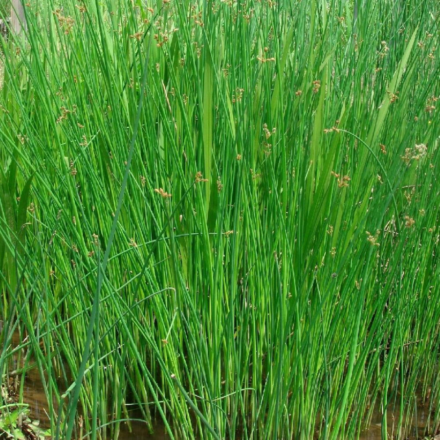 Plantes Vivaces SCHOENOPLECTUS lacustris (Scirpus) - Jonc des tonneliers en vente - Pépinière Lepage .