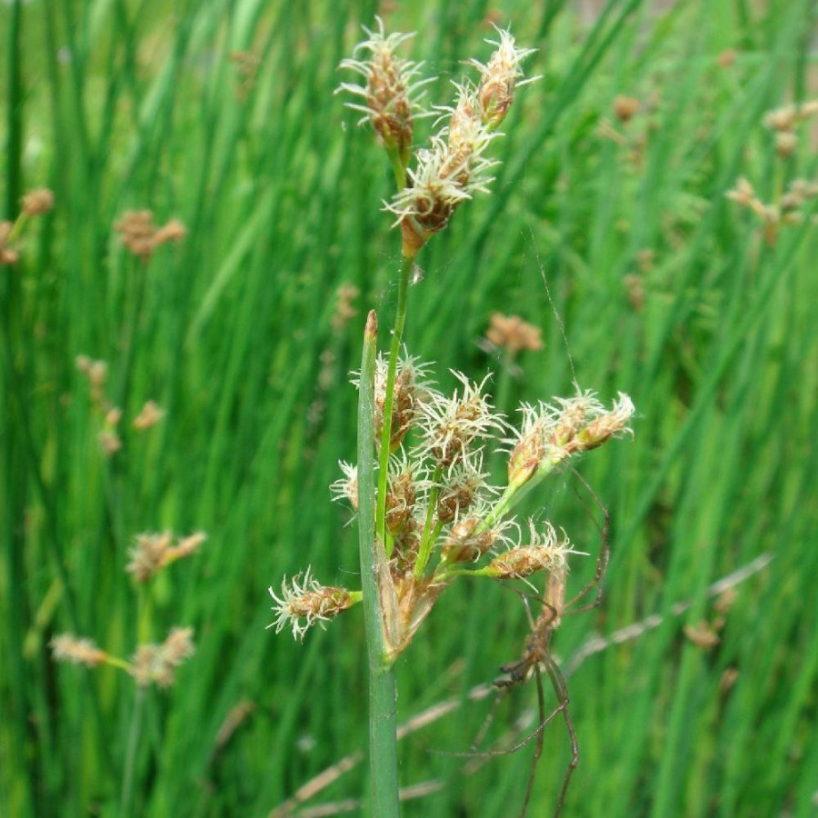 Plantes Vivaces SCHOENOPLECTUS lacustris (Scirpus) - Jonc des tonneliers en vente - Pépinière Lepage .