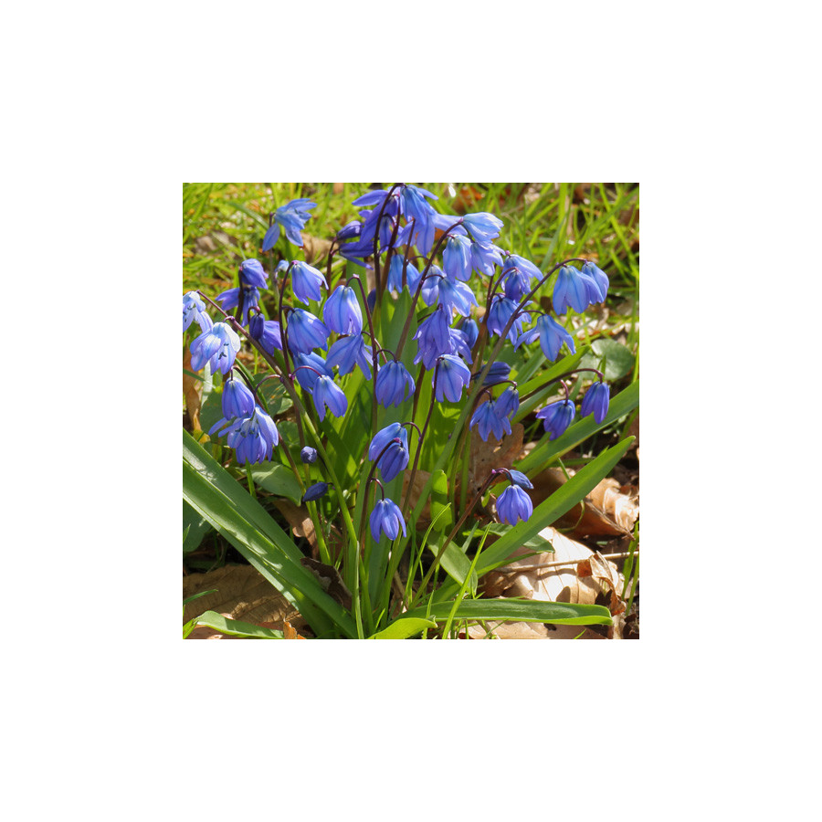 plantes-vivaces-scilla-siberica-scille-de-siberie-en-vente-pepiniere-lepage-