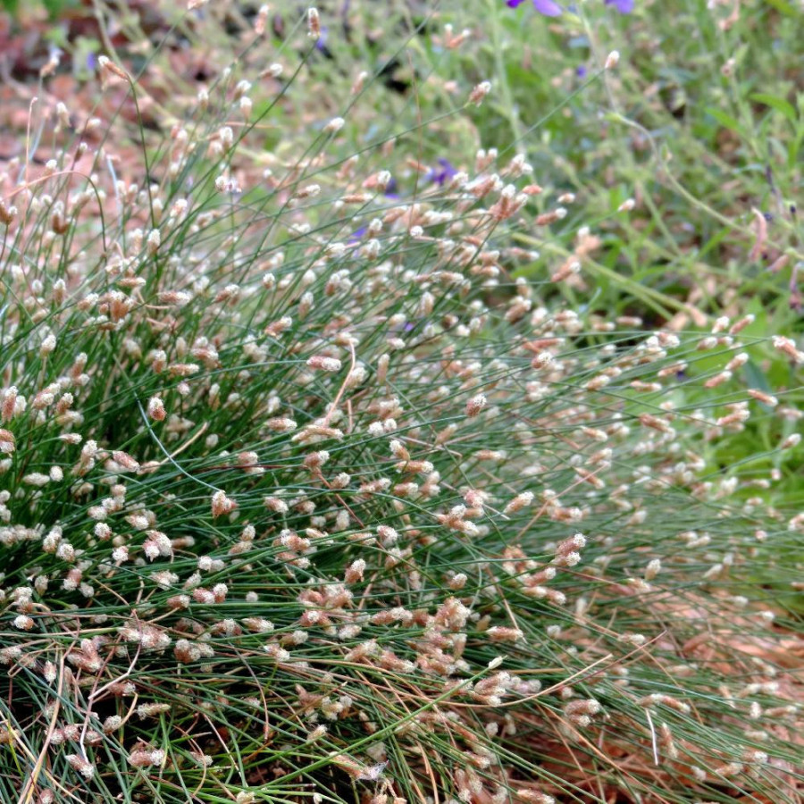 Plantes Vivaces SCIRPUS cernuus en vente - Pépinière Lepage .