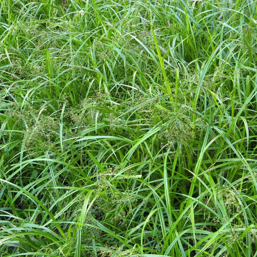 Plantes Vivaces SCIRPUS sylvaticus - Scirpe des bois en vente - Pépinière Lepage .
