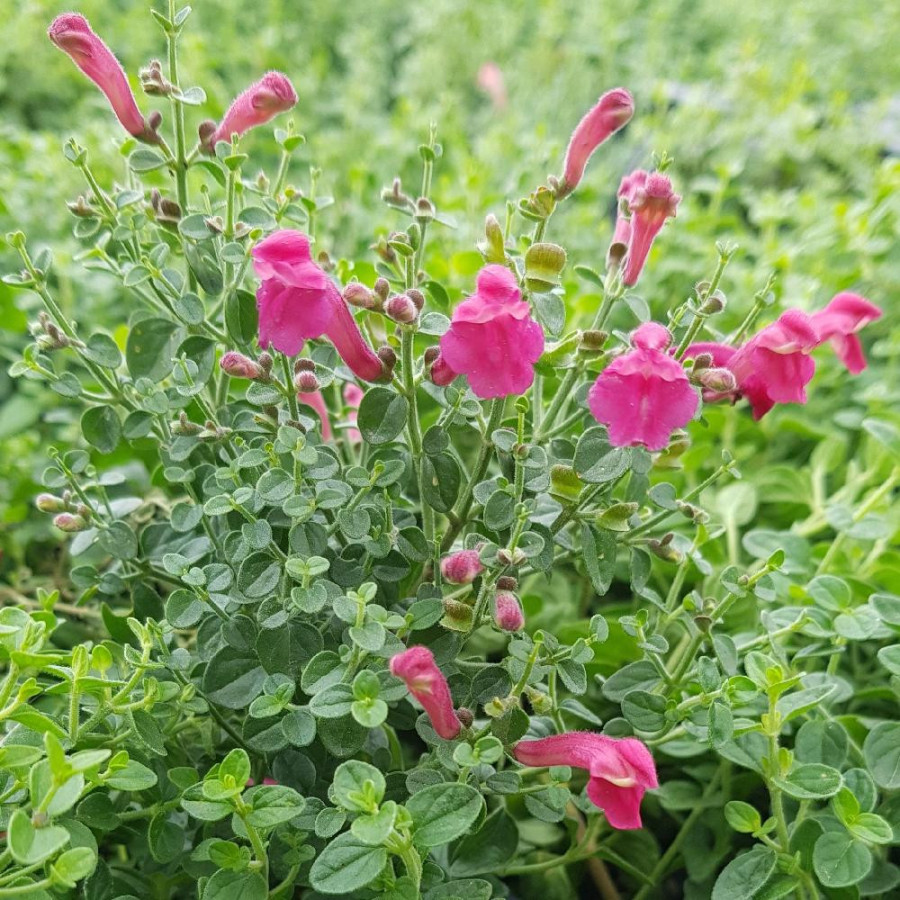 Plantes Vivaces SCUTELLARIA suffrutescens - Scutellaire en vente - Pépinière Lepage .