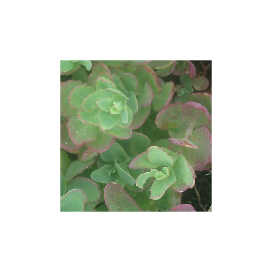 Plantes Vivaces SEDUM 'Carl' - Sédum en vente - Orpin en vente - Pépinière Lepage .