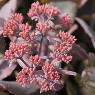 plantes-vivaces-sedum-chocolate-cherry-sedum-en-vente-orpin-en-vente-pepiniere-lepage-