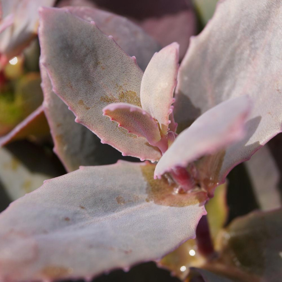 Plantes Vivaces SEDUM 'Chocolate Cherry' - Sédum en vente - Orpin en vente - Pépinière Lepage .