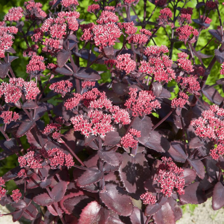 Plantes Vivaces SEDUM 'Chocolate Cherry' - Sédum en vente - Orpin en vente - Pépinière Lepage .